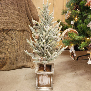 Potted Pine Tree