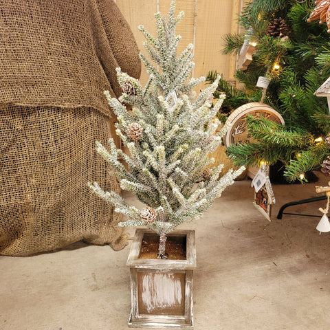 Potted Pine Tree