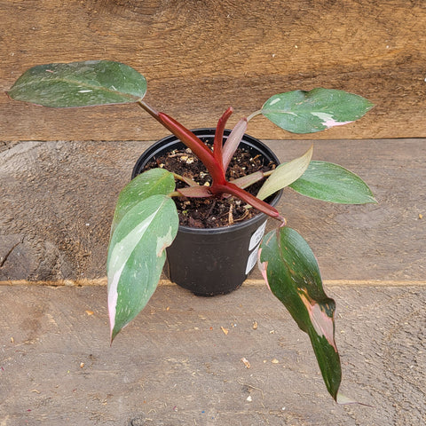 Philodendron 'Pink Princess' 4"