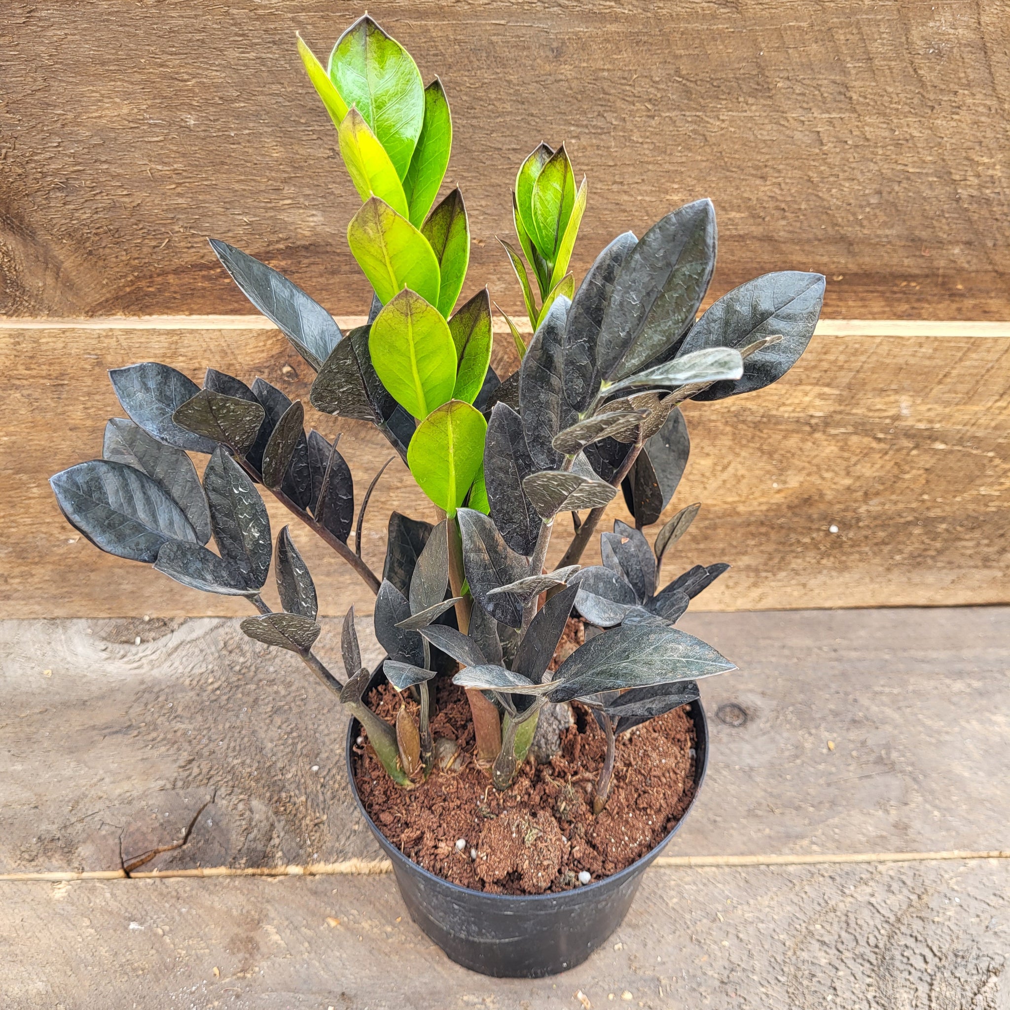 ZZ Plant 'Raven' 6"