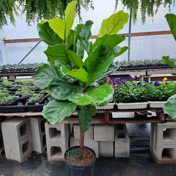 Ficus 'Lyrata' Tree Form 10"