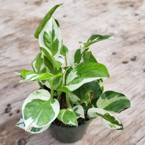 Pothos 'N Joy' 4"
