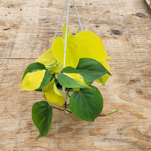 Philodendron 'Lemon Lime' 6" hanging pot