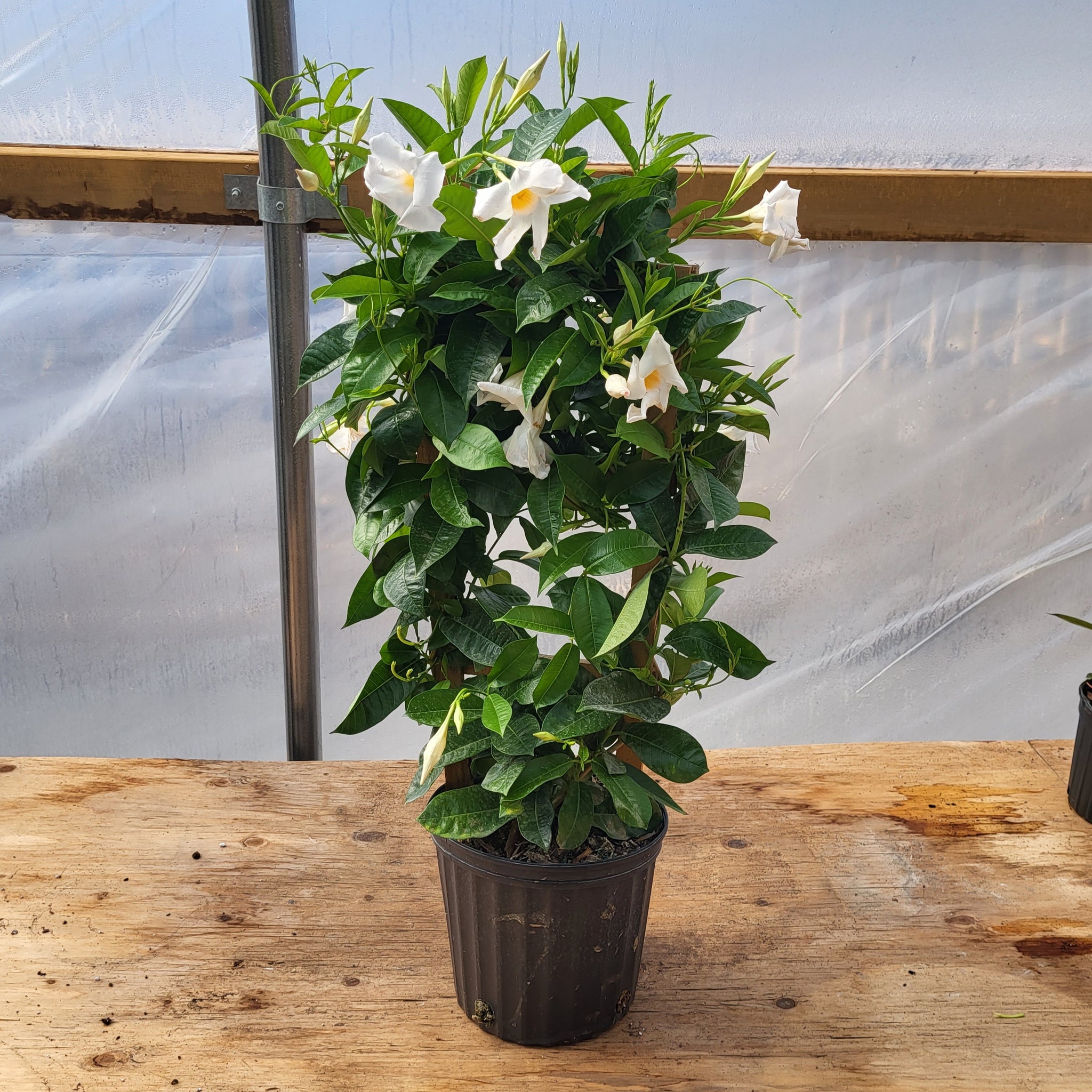Mandevilla Trellis 10"