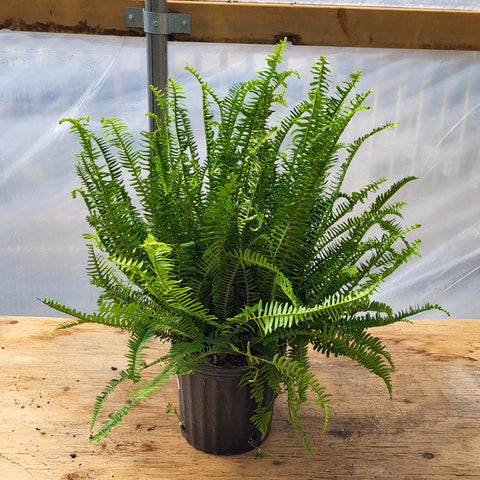Fern 'Kimberly Queen' 10"