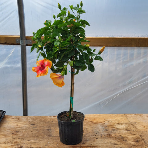 Hibiscus 'Fiesta' - Column Form 10"