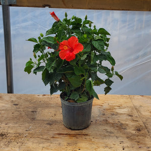 Hibiscus - Bush Form 10"