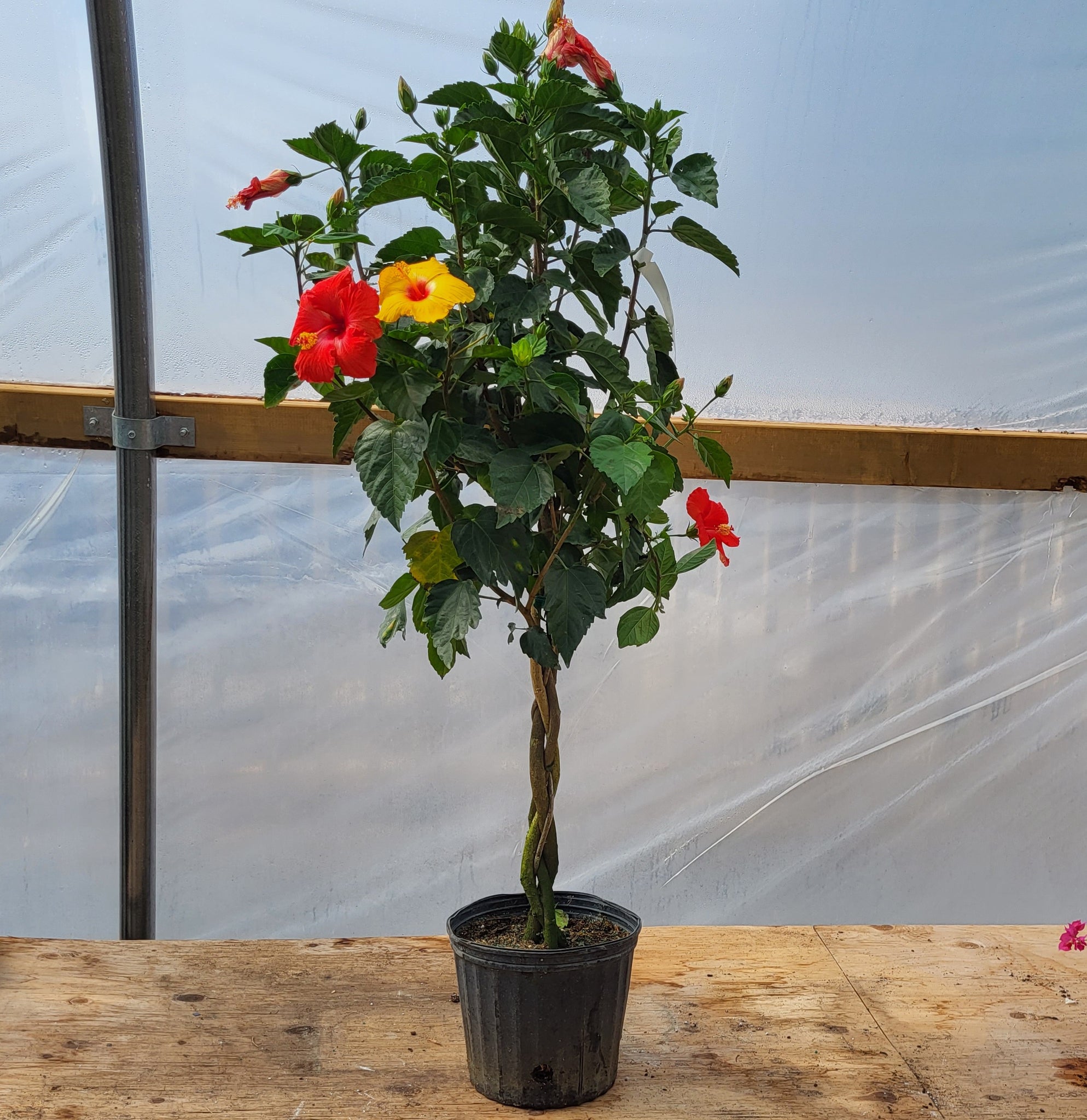 Hibiscus 'Multicolour ' - Braid 10"