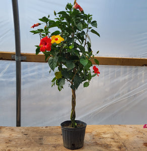 Hibiscus 'Multicolour ' - Braid 10"