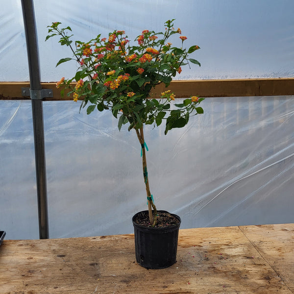 Lantana - Tree Form 10"