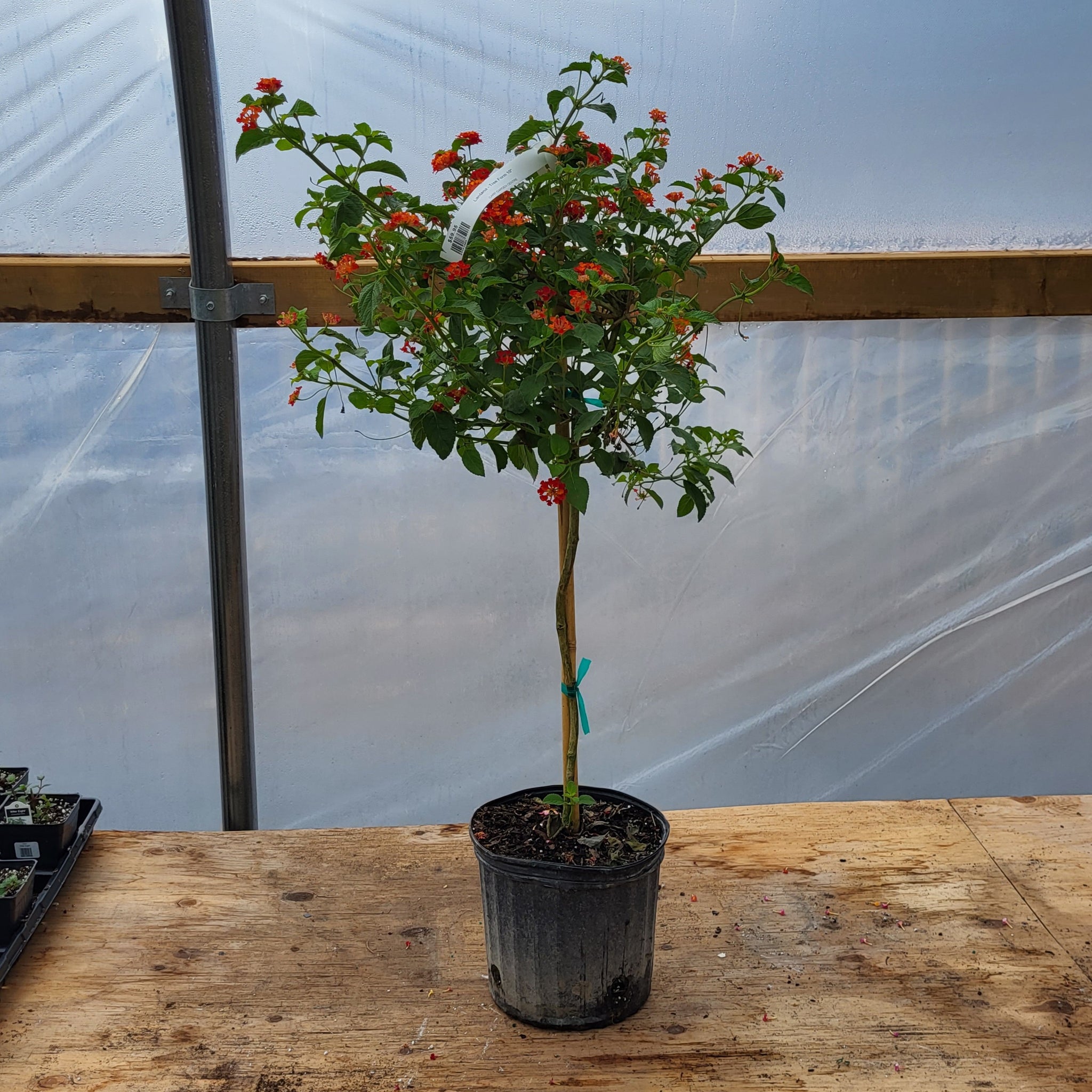 Lantana - Tree Form 10"