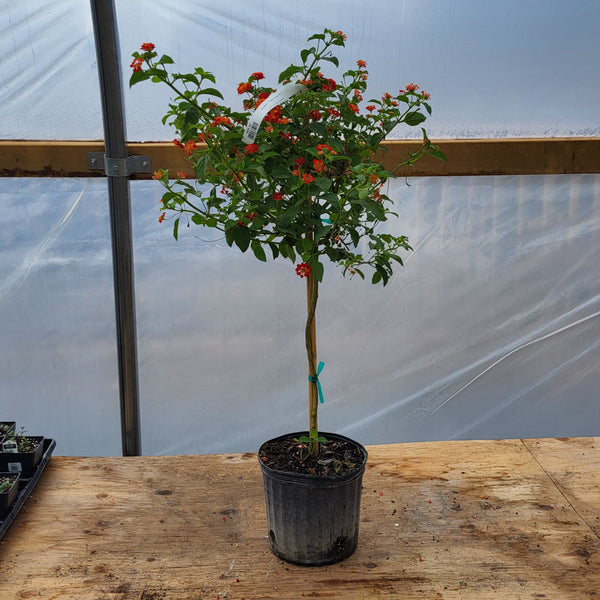 Lantana - Tree Form 10"