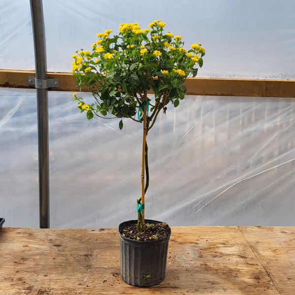 Lantana - Tree Form 10"
