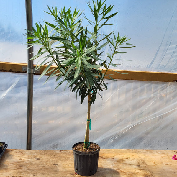 Oleander - Tree Form 10"
