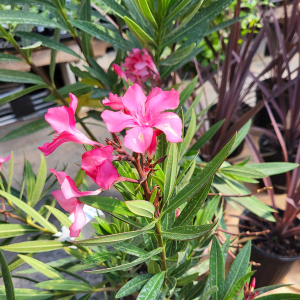 Oleander - Tree Form 10"