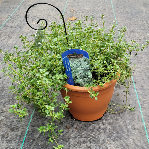 Thyme 'Silver' 6"