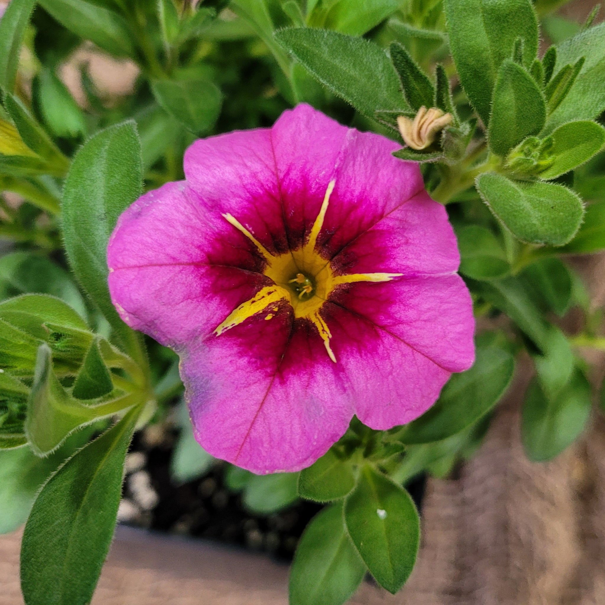 Calibrachoa 'Tiktok Rose'