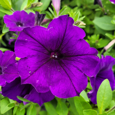 Petunia 'Shock Wave Purple Tie Dye'