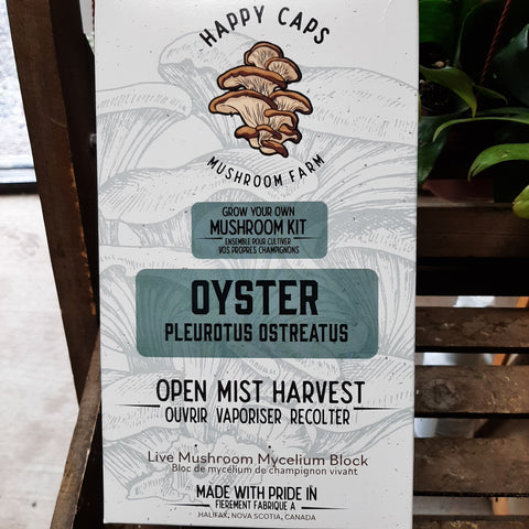 Mushroom Kit 'Oyster'
