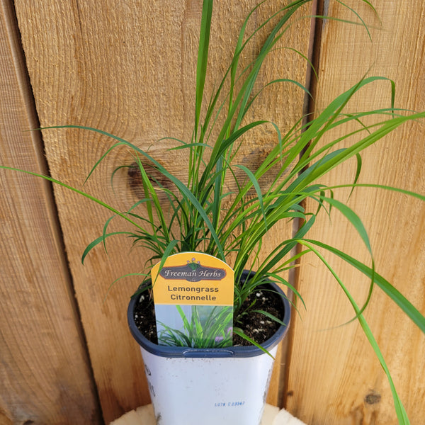 Lemongrass