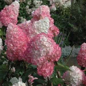 Hydrangea 'Vanilla Strawberry'