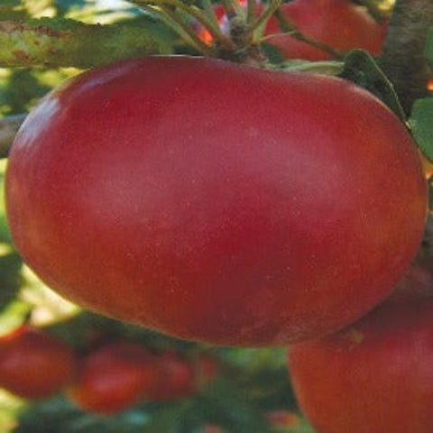 Apple Tree 'Macintosh'