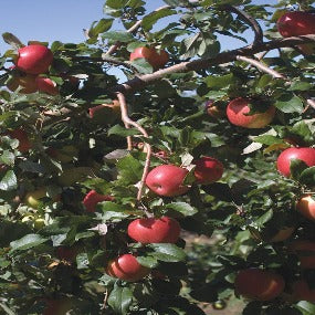 Apple Tree 'Honeycrisp'