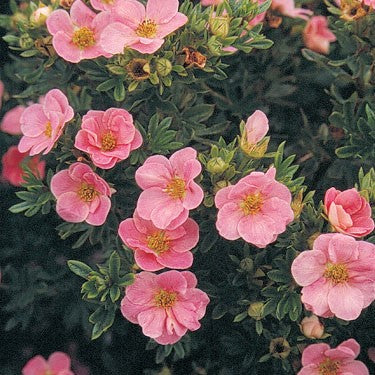 Potentilla 'Pink Beauty'