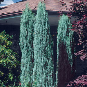 Juniper 'Blue Arrow'