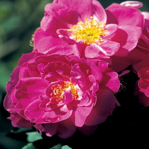 Rose 'John Cabot' Explorer Red