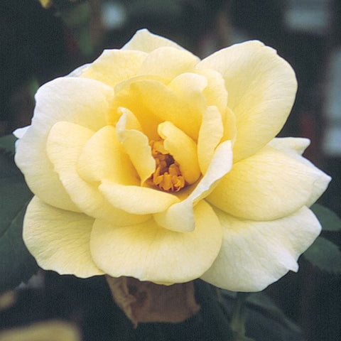 Rose 'J.P. Connell' Explorer Yellow