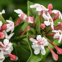 Abelia 'Sweet Emotion'