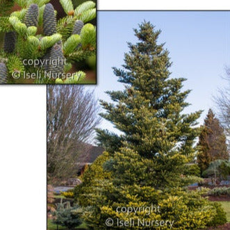 Golden Korean Fir
