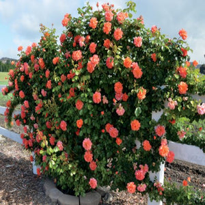 Rose 'Above All'