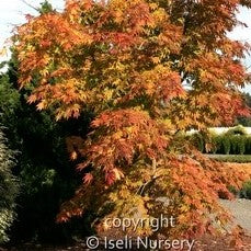 Japanese Maple Hybrid 'Arctic Jade'