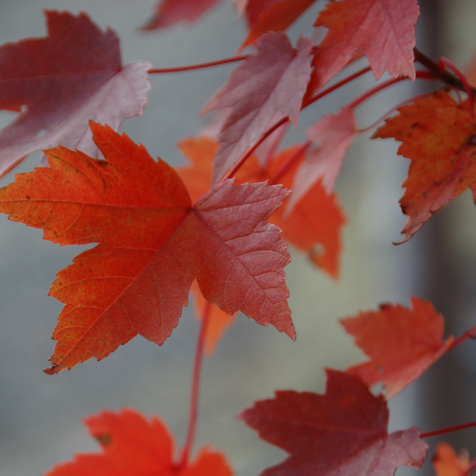 Red Maple 'Frank Jr' - Large Caliper