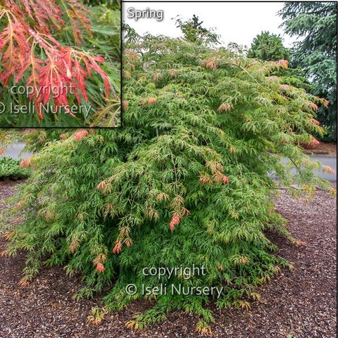 Japanese Maple Hybrid ‘Ice Dragon’