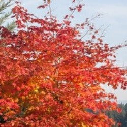 Japanese Maple Hybrid ‘North Wind’