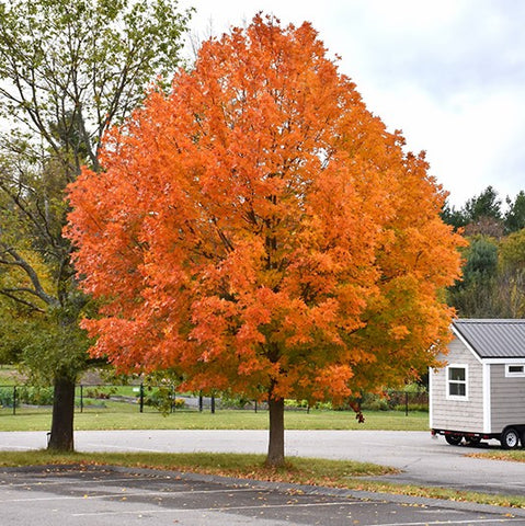 Sugar Maple