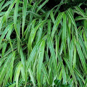Hakone Grass 'Albo Striata'