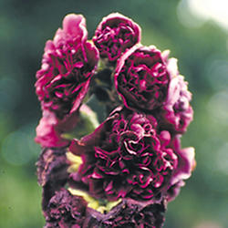 Hollyhock 'Chater’s Double Maroon’