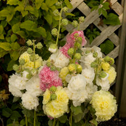 Hollyhock ‘Chater’s Double Mix’