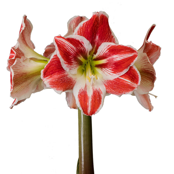 Amaryllis 6"