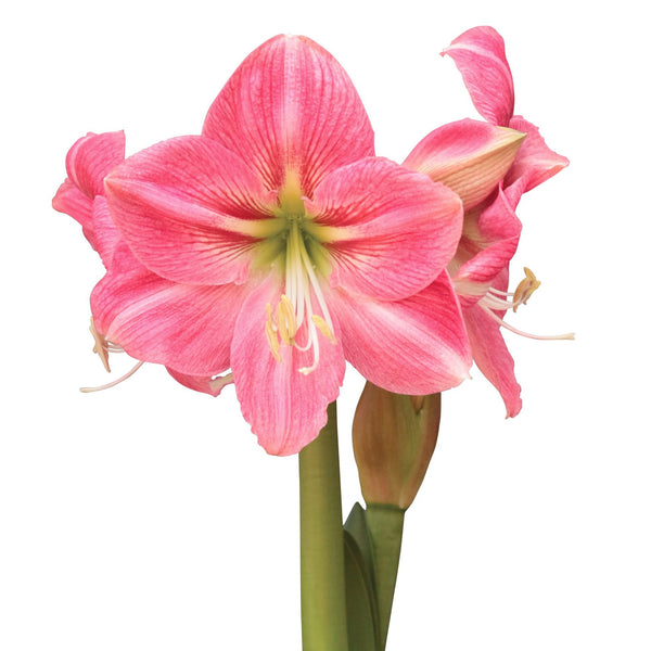 Amaryllis 6"