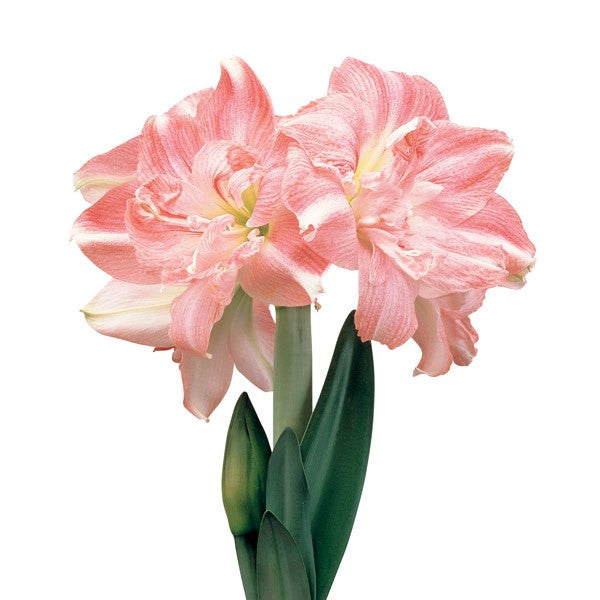 Amaryllis - Double Flowered 6"