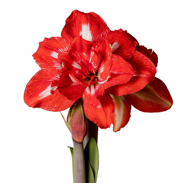 Amaryllis - Double Flowered 6"