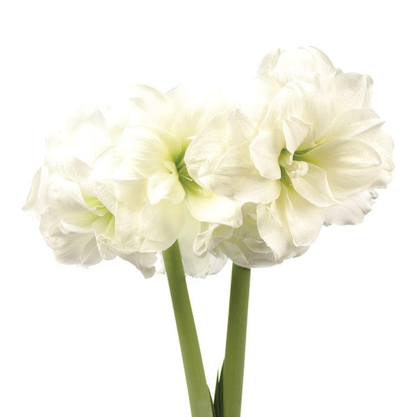 Amaryllis - Double Flowered 6"