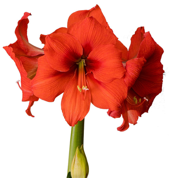 Amaryllis 6"