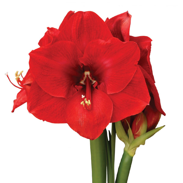 Amaryllis 6"