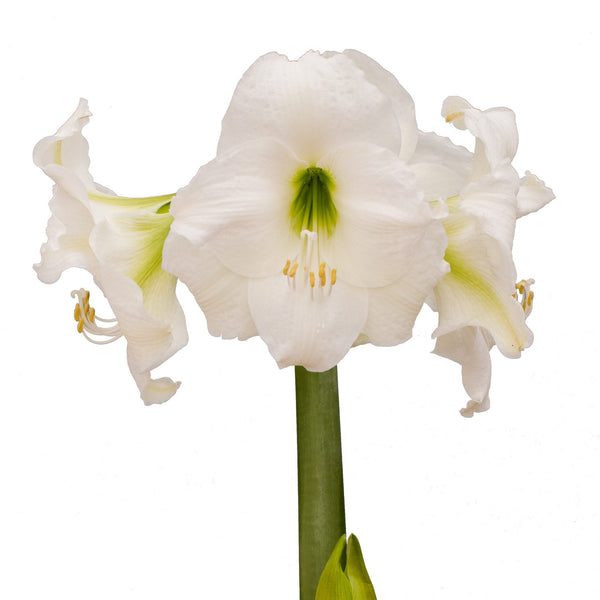 Amaryllis 6"